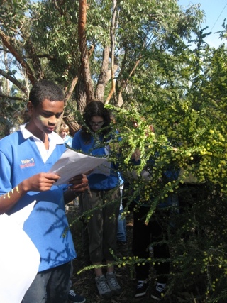 Identifying Acacia in the Sanctuary (Wattle Day 2011)