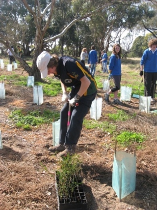 Planting Acacia in the Sanctuary (Wattle Day 2011)