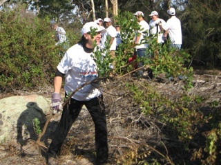 Medibank Private working in the Sanctuary pulling boneseed