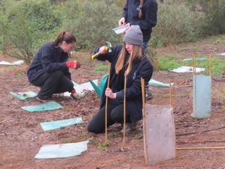Medibank Private working in the Sanctuary pulling boneseed.