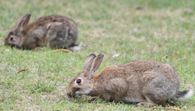rabbits-in-a-field-400
