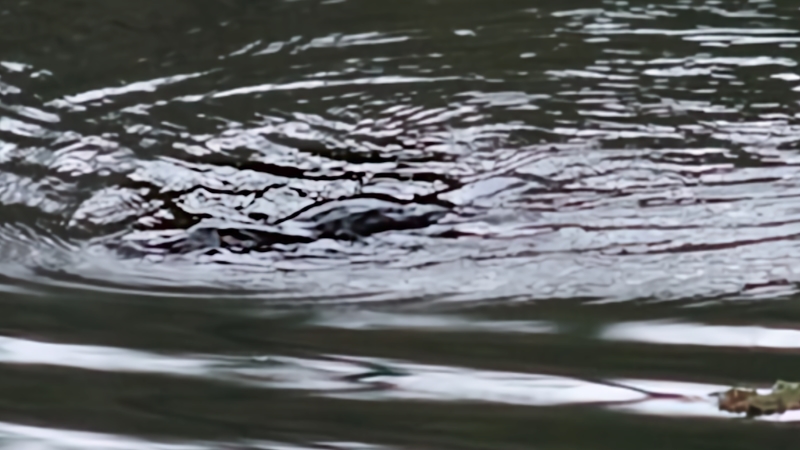 Platypus in the Moorabool River