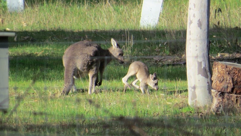 Kangaroo mother and joey on peri-urban Batesford property