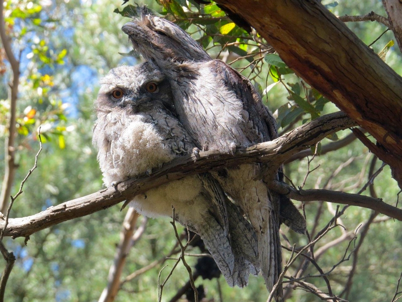 Tawny Frogmouth and Young