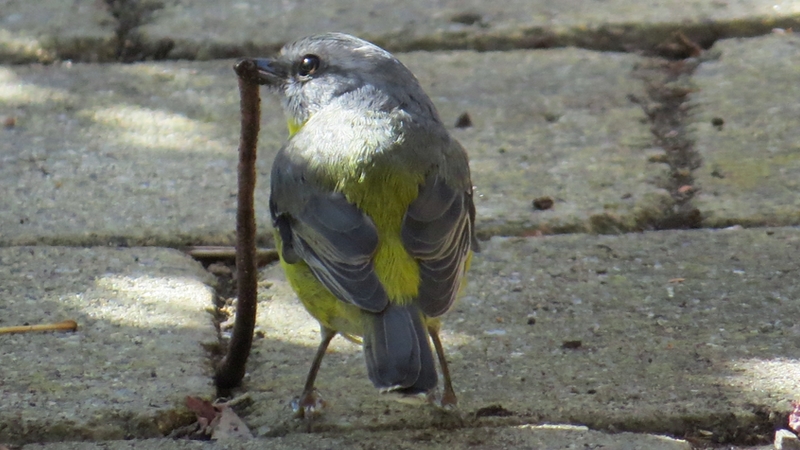 Yellow Breasted Robin