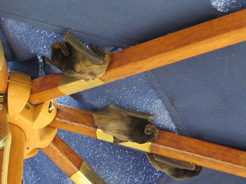 Gould's wattled bats found in the folds of an umbrella