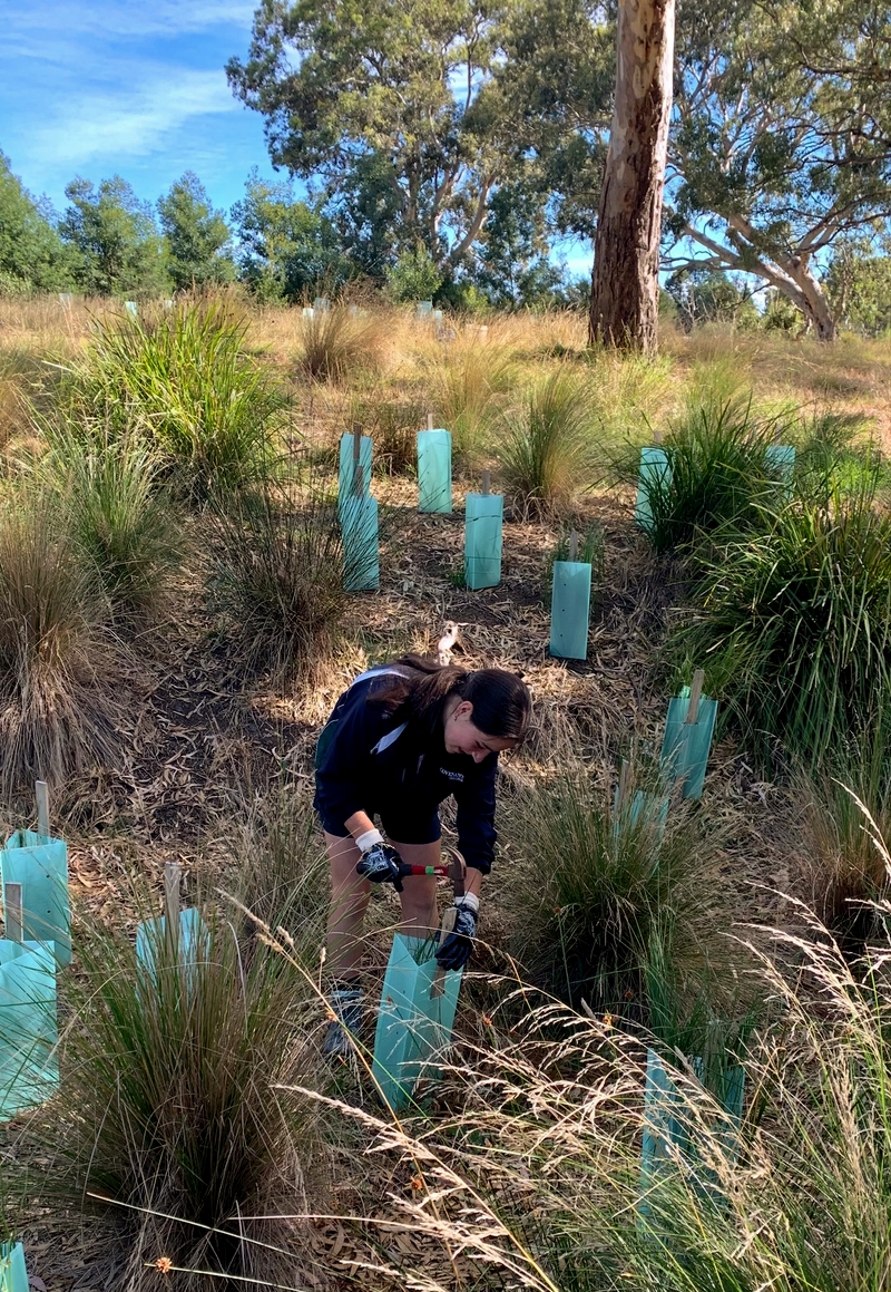 Planting in the Red Gum Reserve