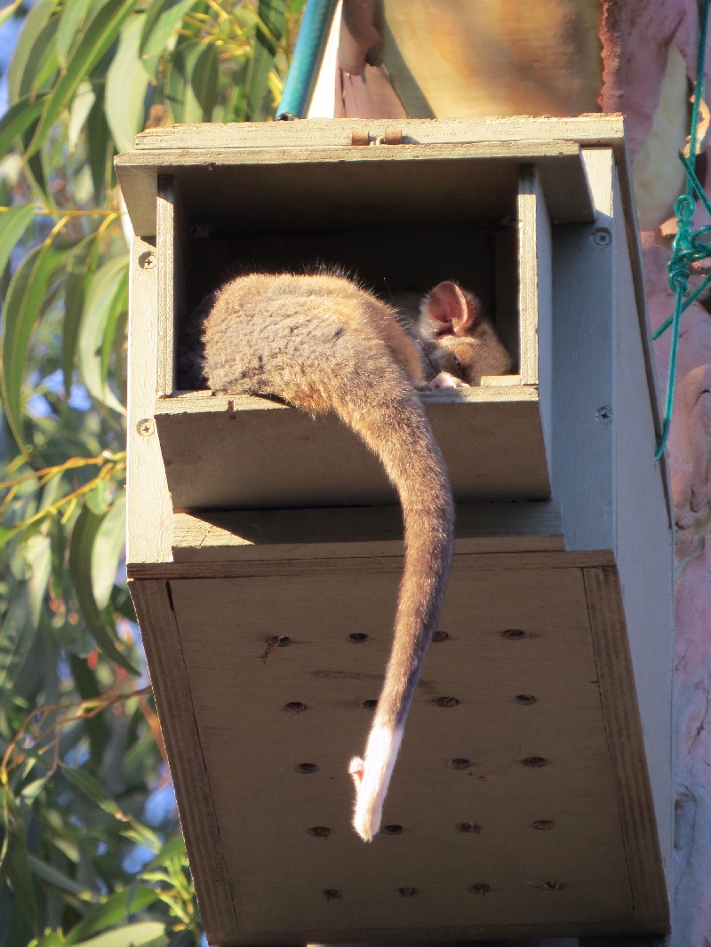 Ringtail possum taking over a kookaburra nesting box on a hot summer afternoon