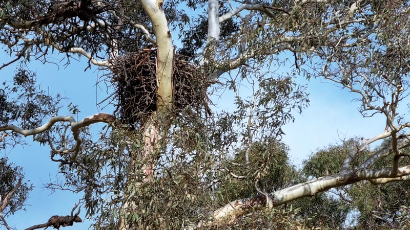 Wedge-tailed Eagle nest